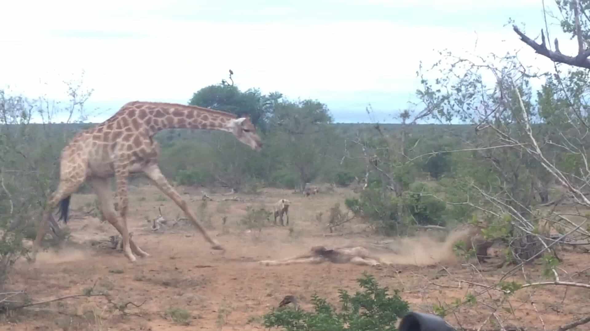 Giraffe tries to save her calf