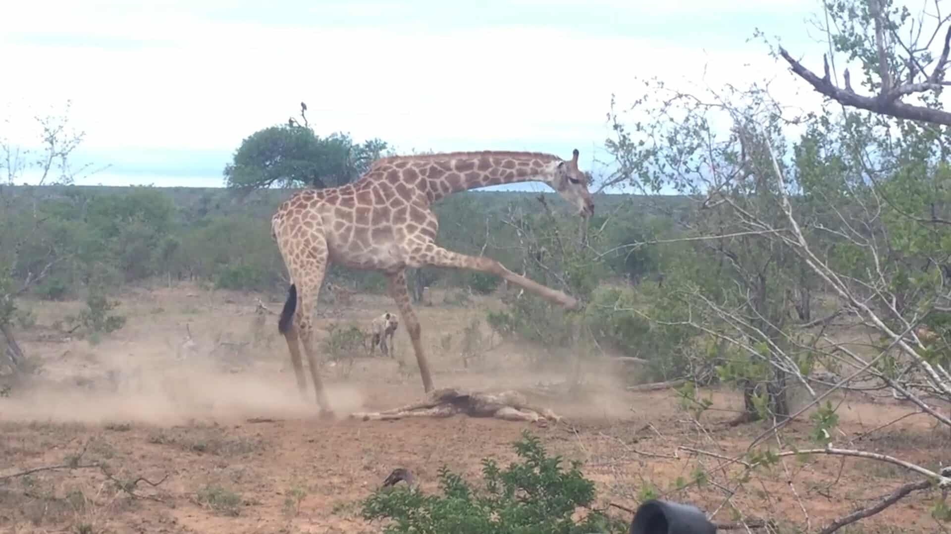 Giraffe defending her dead baby