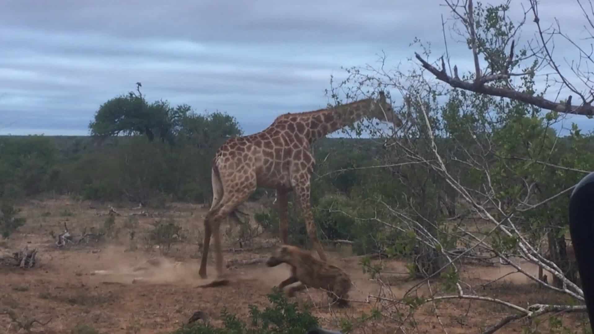 Hyenas escaping giraffe