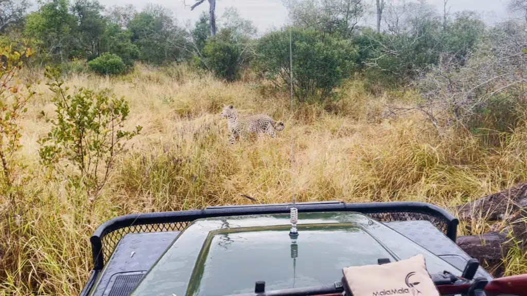 Leopard & Hyena Try Steal Wild Dogs' Kill (Viral Video)