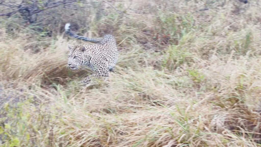 Leopard & Hyena Try Steal Wild Dogs' Kill (Viral Video)