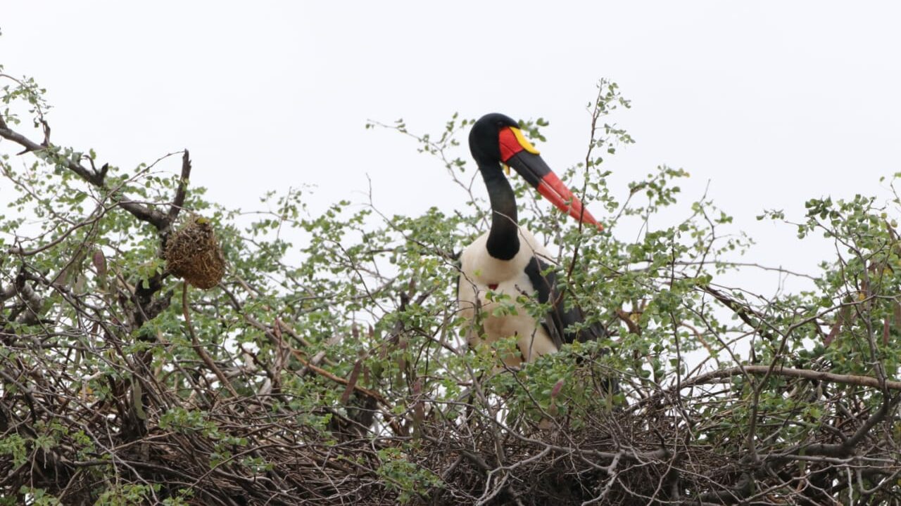 Saddle-billed stork nesting in the Kruger National Park 