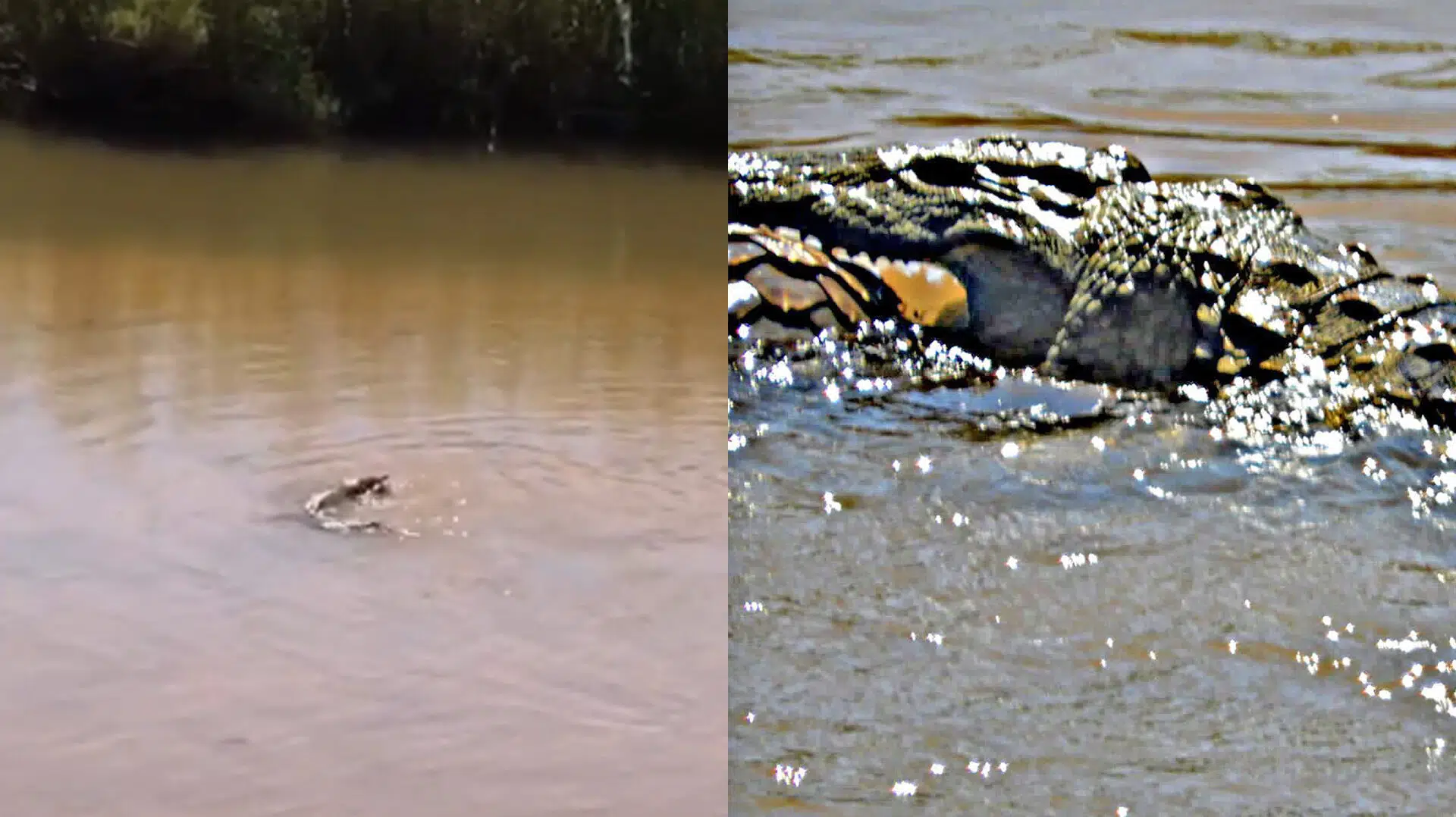 Crocodile kills pangolin in Sabie River, Kruger National Park