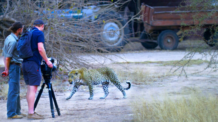 Leopard walks right up to film-makers in the Kruger National Park