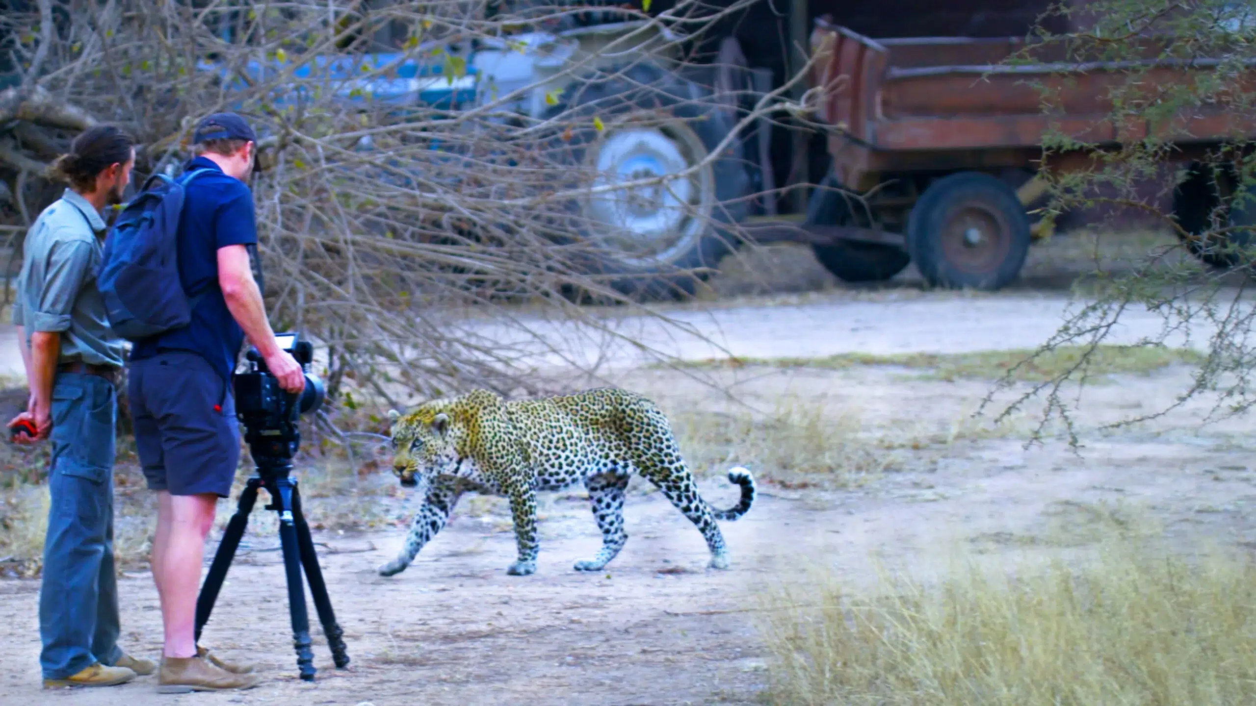 Leopard Walks Right up to Film-Makers (Showing They Don’t Need Big Lenses 😂)