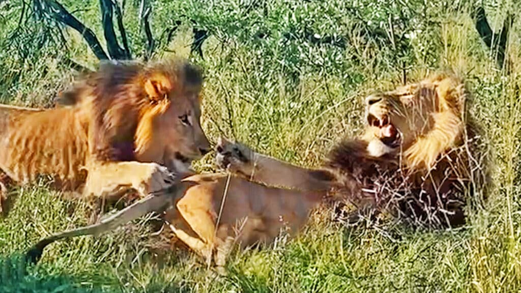How Not To Wake Up a Male Lion