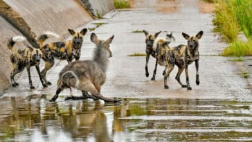 Waterbuck with broken leg survives pack of wild dogs