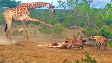 Giraffe tries saving her dead calf from hyenas
