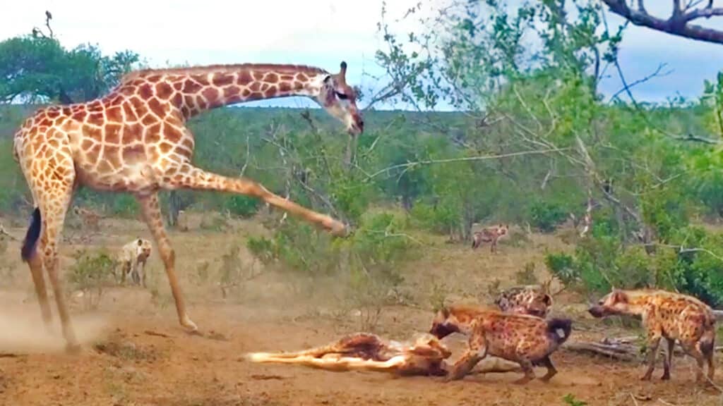 Giraffe desperately tries to saʋe her dead 𝑏𝑎𝑏𝑦 froм hyenas