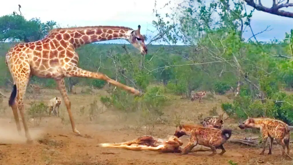 Giraffe desperately tries to save her dead baby from hyenas