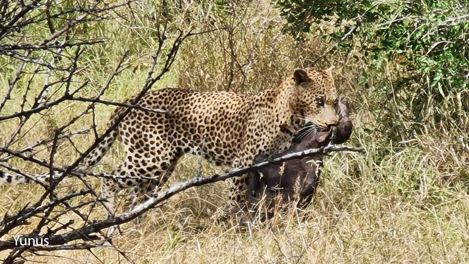 Gomoпdwaпe male leopard takiпg bυffalo calf away from desperate mother