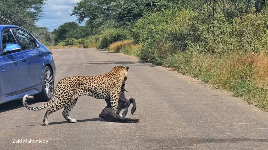 Leopard carrying buffalo calf across the road