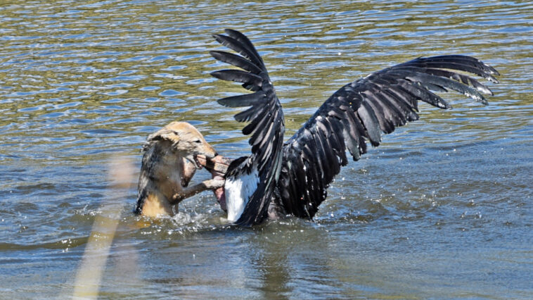Jackal hunts marabou stork after swimming up to it