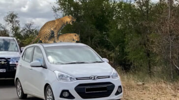 Leopards mate on top of vehicle