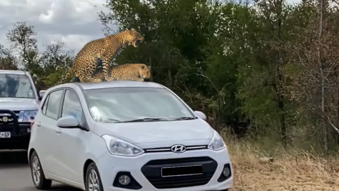 Leopards Choose Car’s Roof as the Perfect Spot to Mate