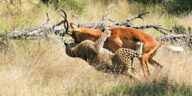 Incredible Battle Between Leopard And Impala