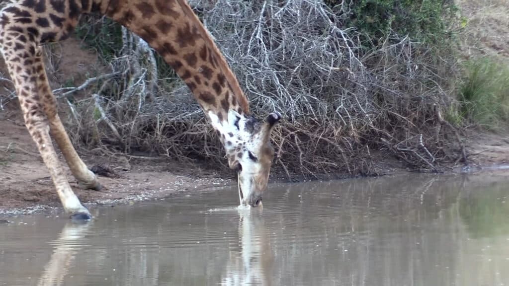 Giraffe Can Never Drink Because Water Keeps Falling Out