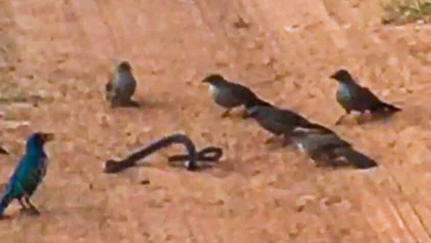 Angry Birds Gang Up and Attack Snake
