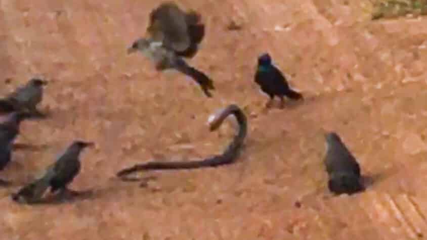 Angry Birds Gang Up and Attack Snake