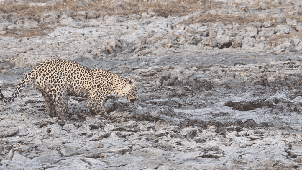Leopard Almost Hunts on top of Hippo Hiding in the Mud