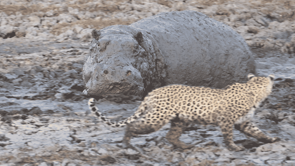 Leopard Almost Hunts on top of Hippo Hiding in the Mud