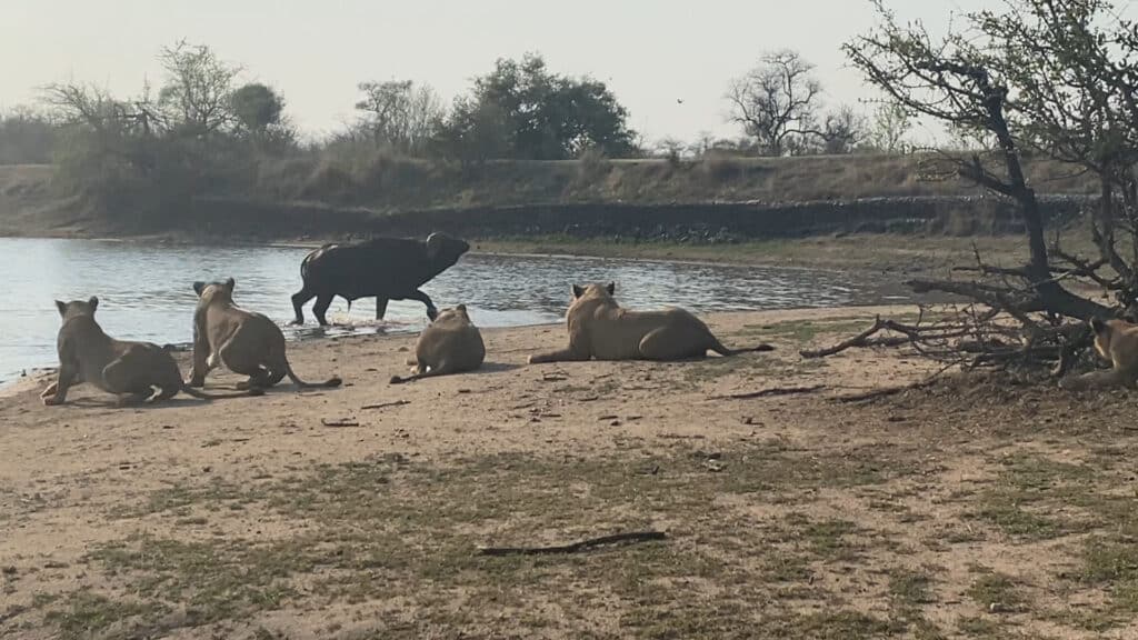 Buffalo Thinks He Can Sneak Past 23 Lions