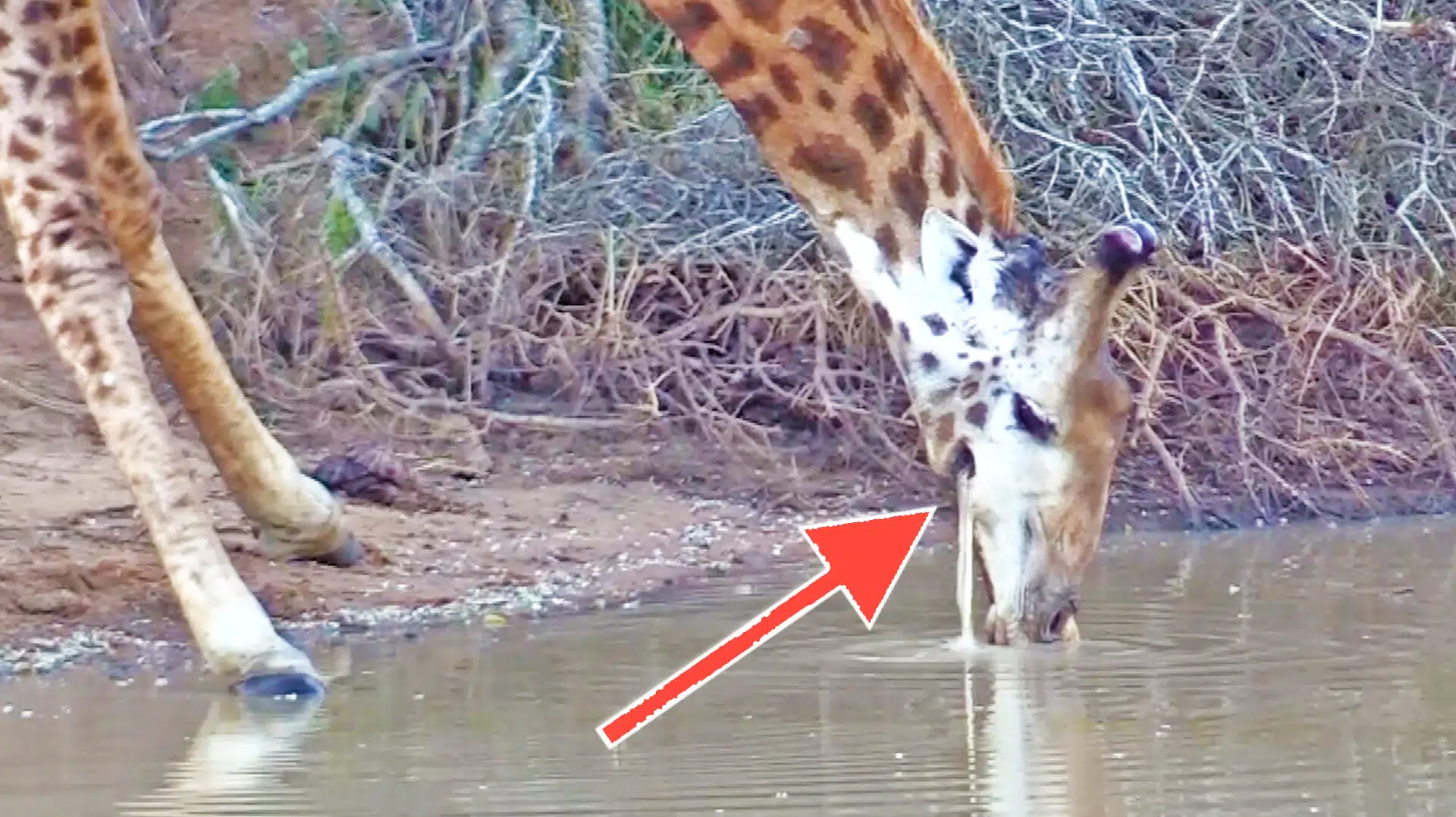 Giraffe Can Never Drink Because Water Keeps Falling Out