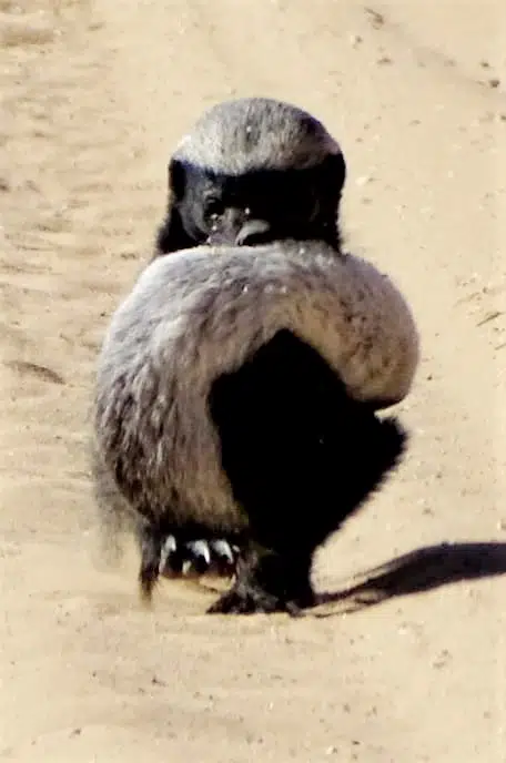 Honey Badger Seen Carrying Baby to Safety in the Middle of the Road