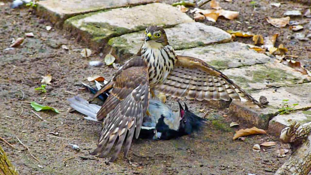 Hawk tries to kill cuckoo bird by pinning it to the ground