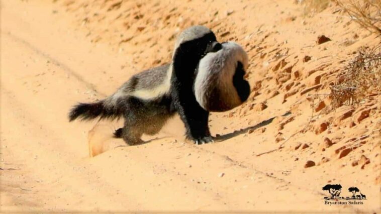 Honey Badger Seen Carrying Baby to Safety in the Middle of the Road