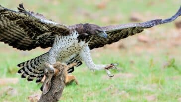 Eagle Ambushes Hare From the Air