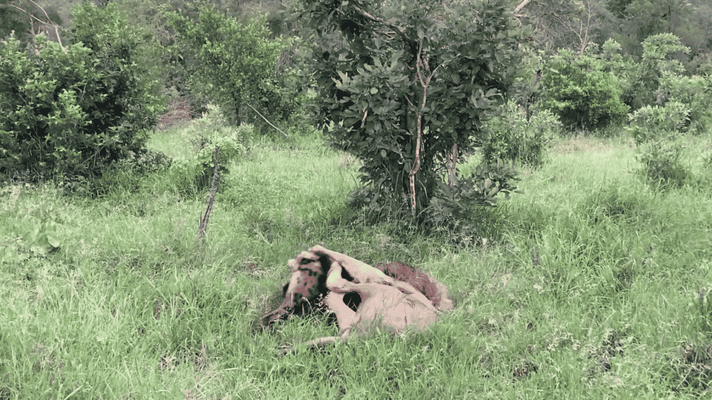 Hyena in Lion's Death-Grip Defies Odds