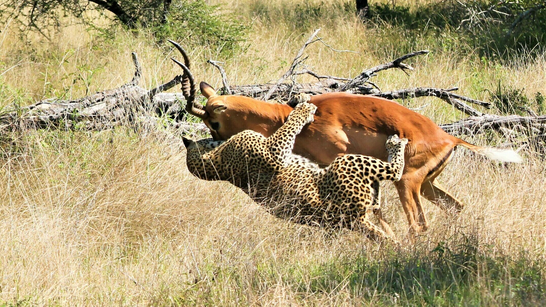 Incredible Battle Between Leopard And Impala