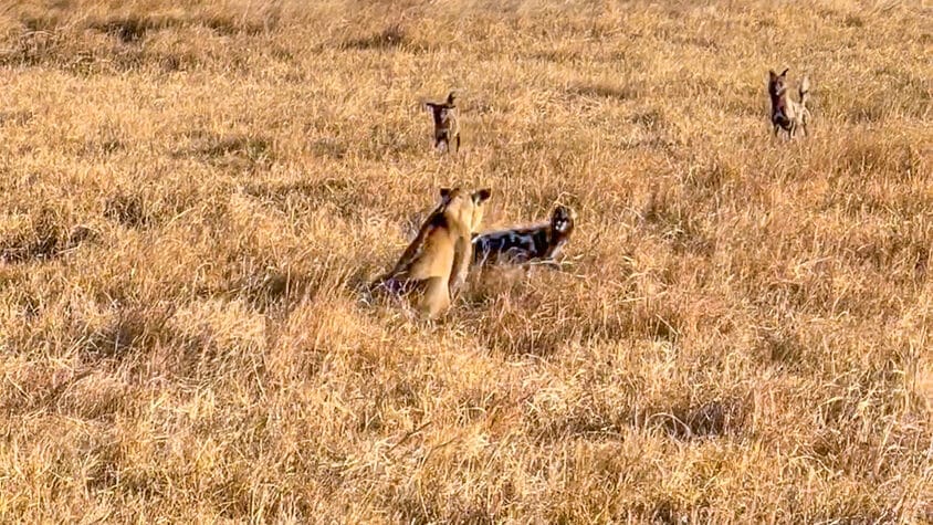 Wild Dogs Gang up on Lion to Save Pack Member