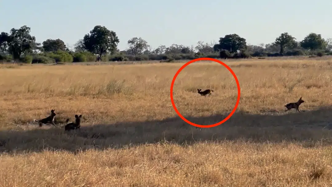 Wild Dogs Gang up on Lion to Save Pack Member