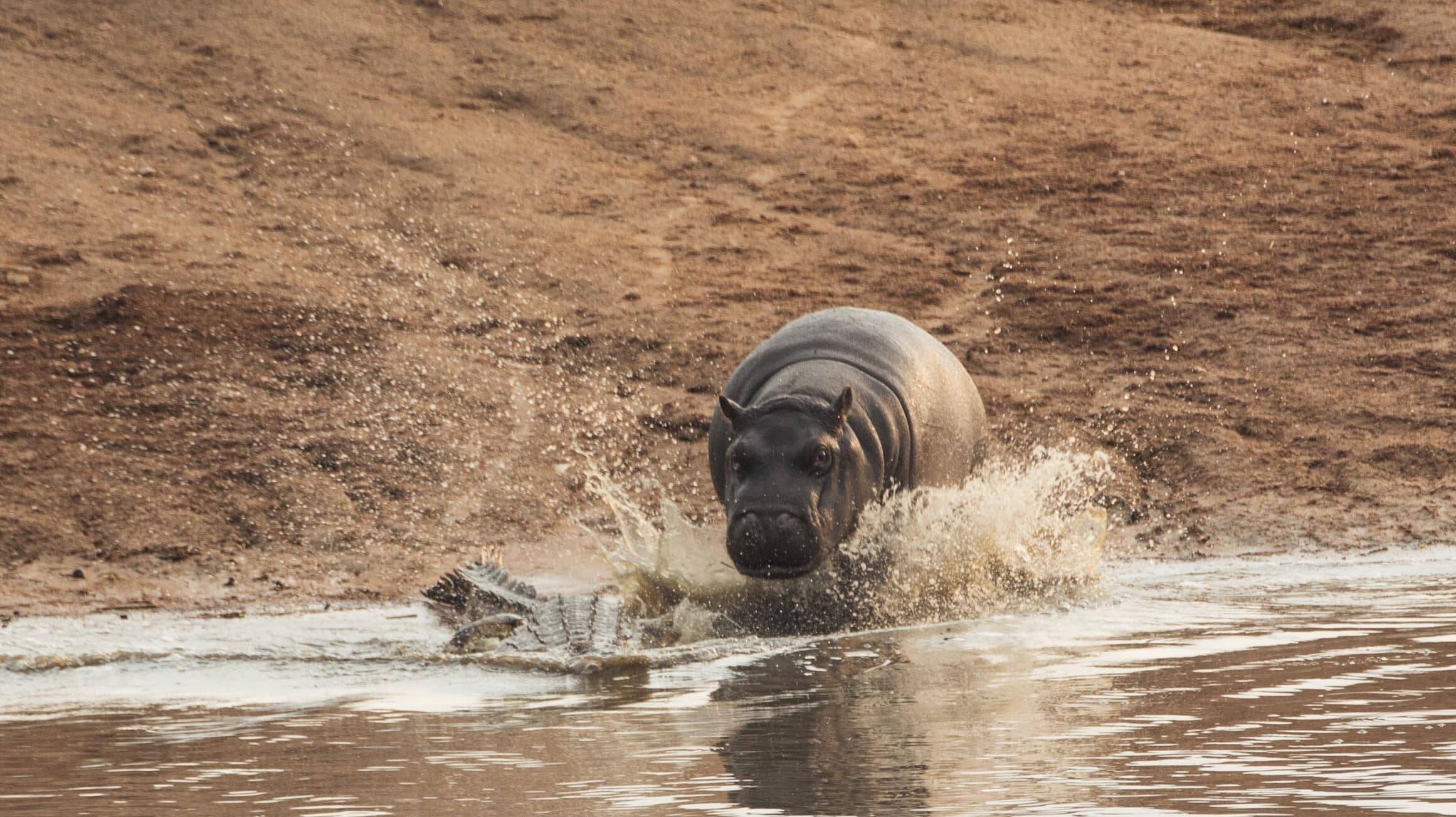 BaƄy Hippo Harasses Crocodile Minding its own Business