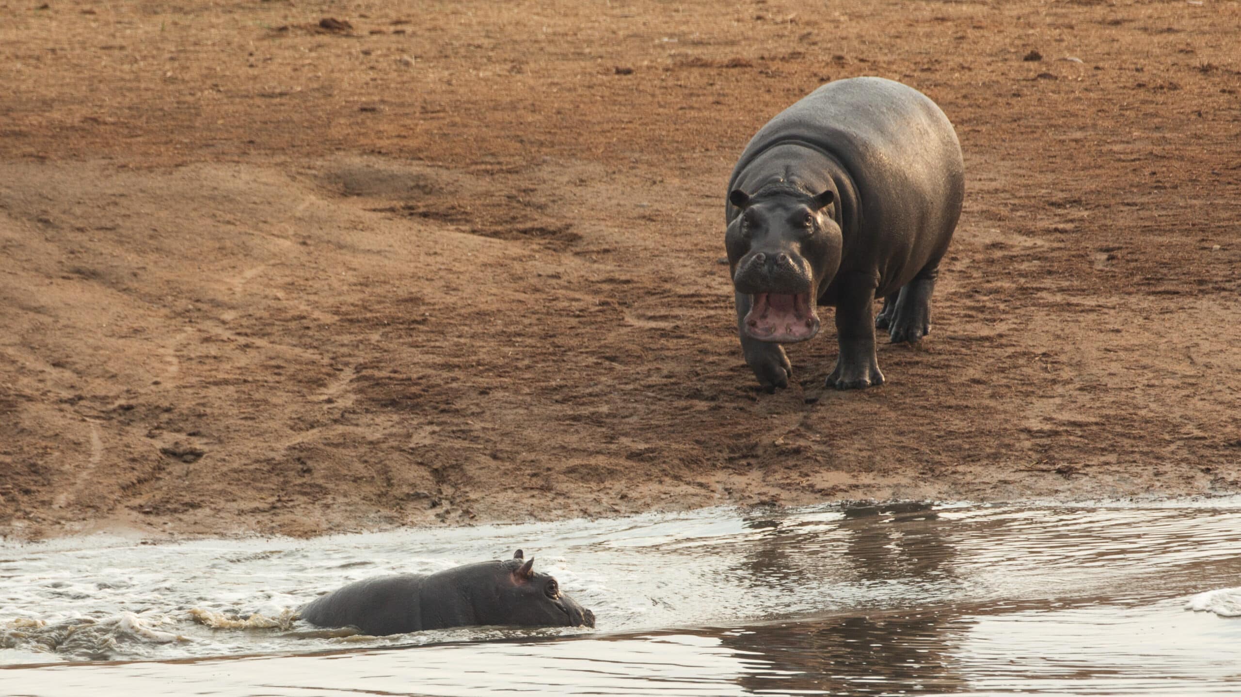 BaƄy Hippo Harasses Crocodile Minding its own Business