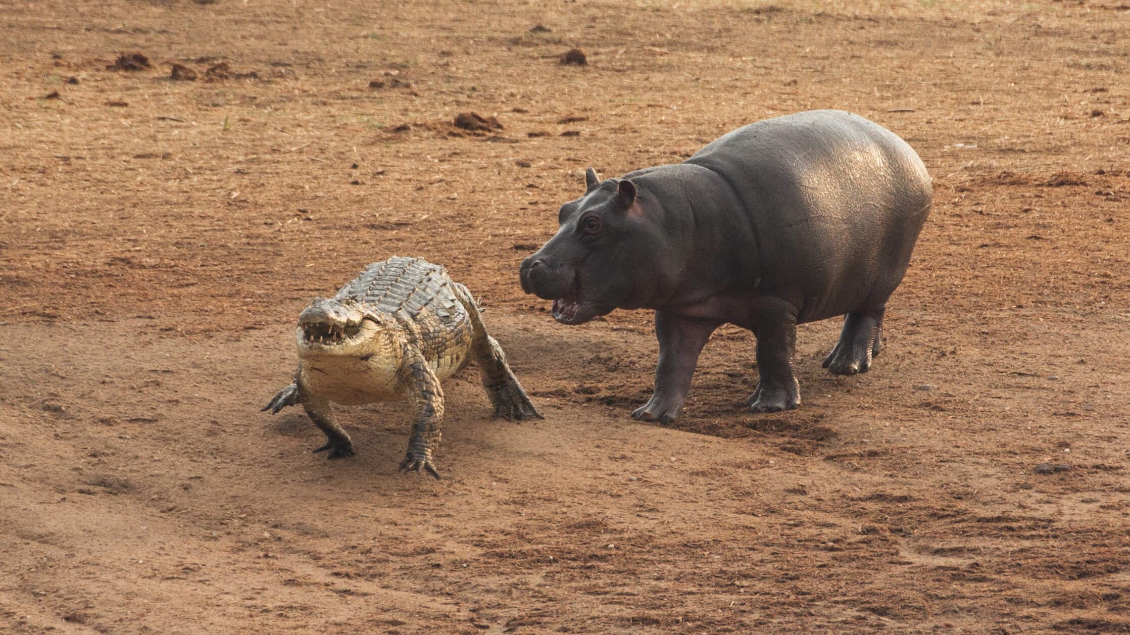 Baby Hippo Harasses Crocodile Minding its own Business