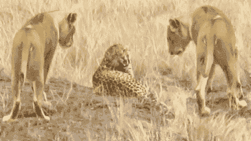 Leopard Tries to Escape Pride of Lions