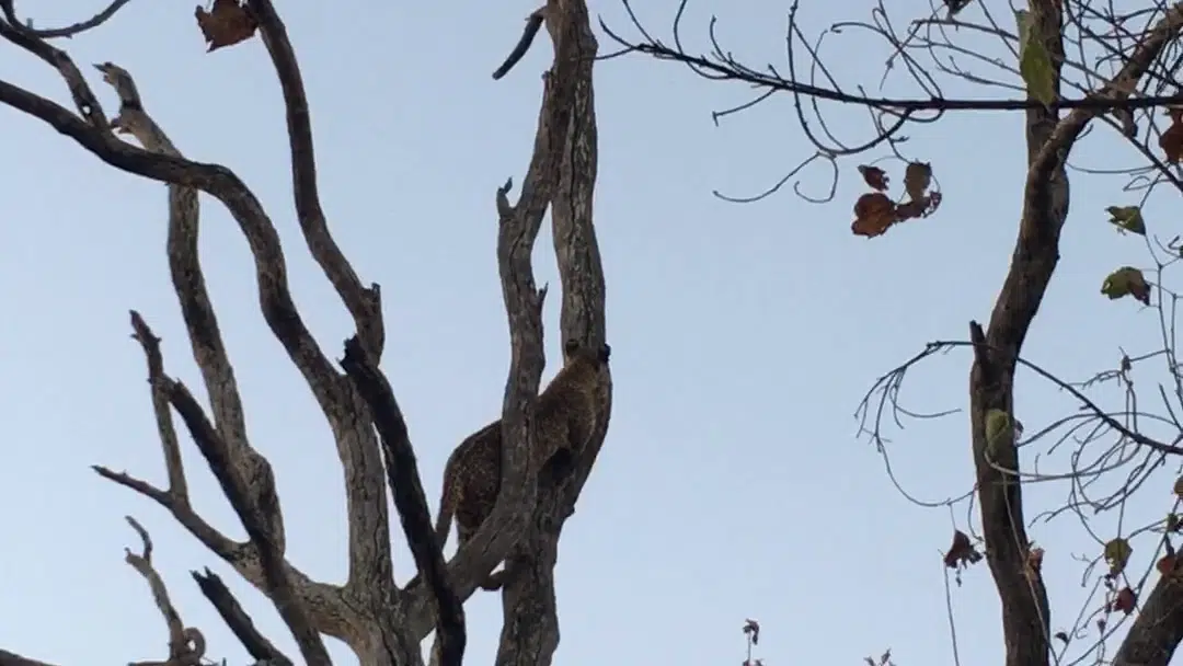 Leopard Sends Trapped Genet Flying