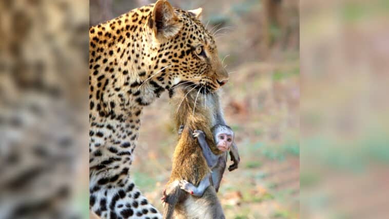 Desperate Baby Hangs onto Mom after Leopard Caught Her