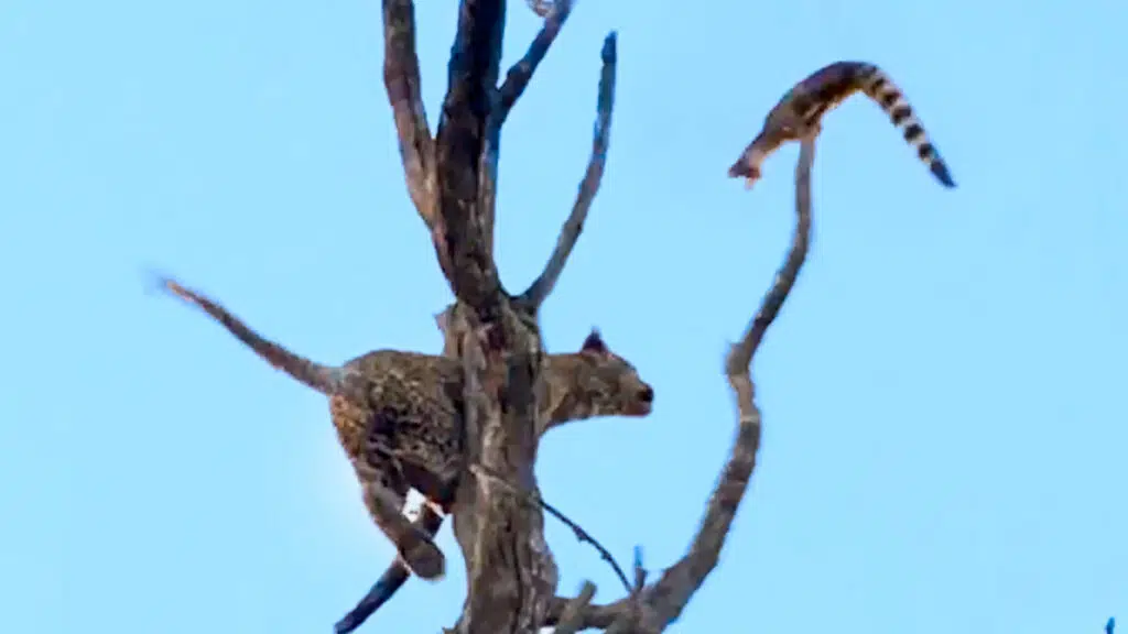 Leopard Sends Trapped Genet Flying