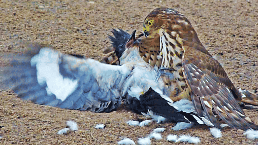 Halcón intenta matar al pájaro cuco