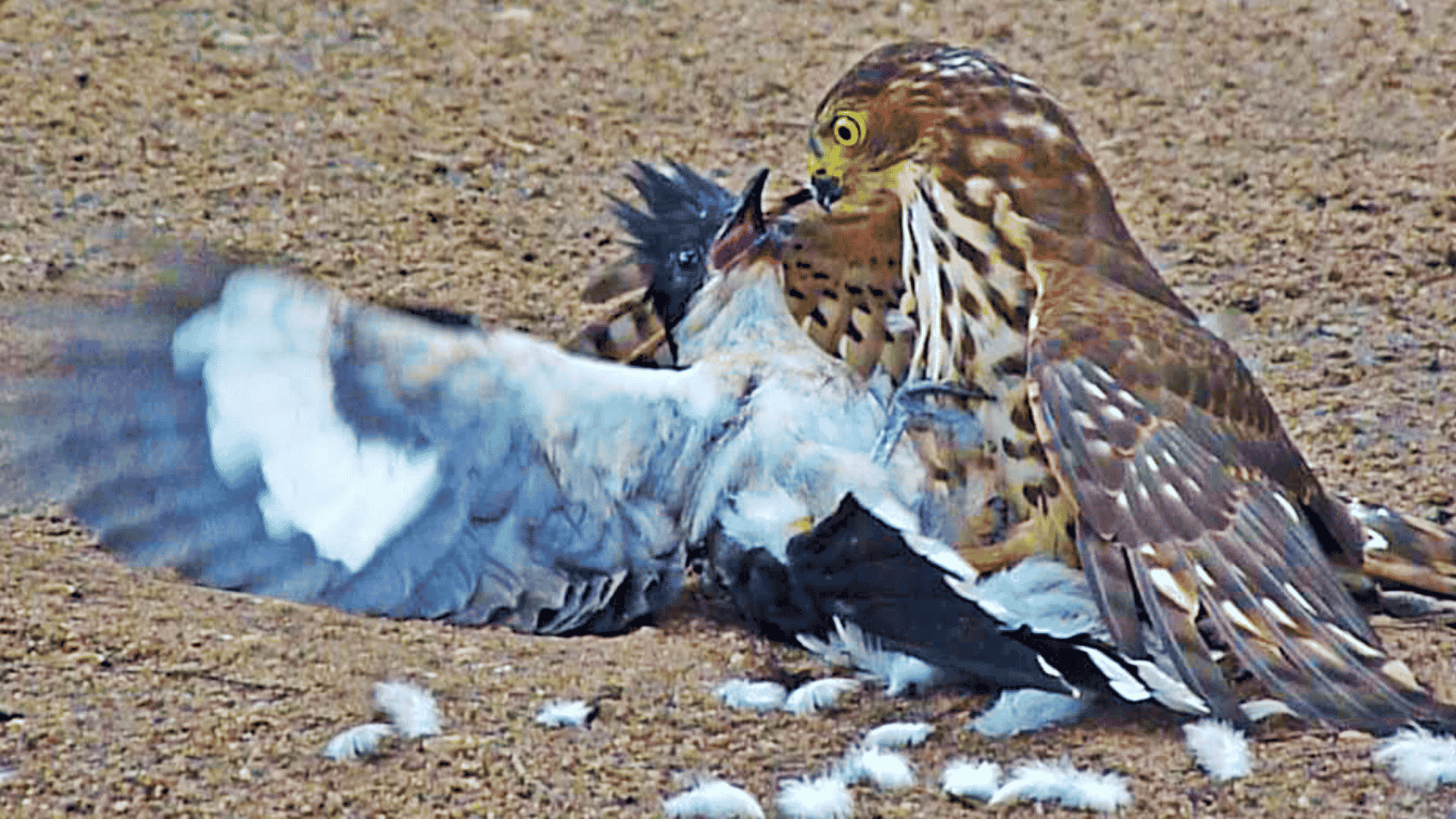 Hawk tries to kill cuckoo bird
