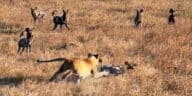 Wild Dogs Gang up on Lion to Save Pack Member
