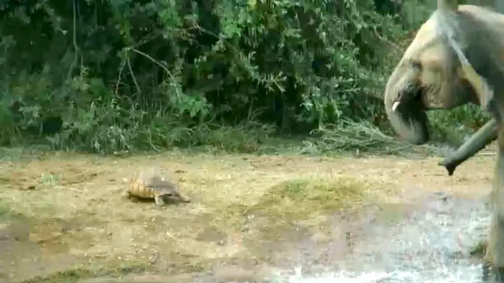 World's Luckiest Tortoise Survives Elephant Stampede!