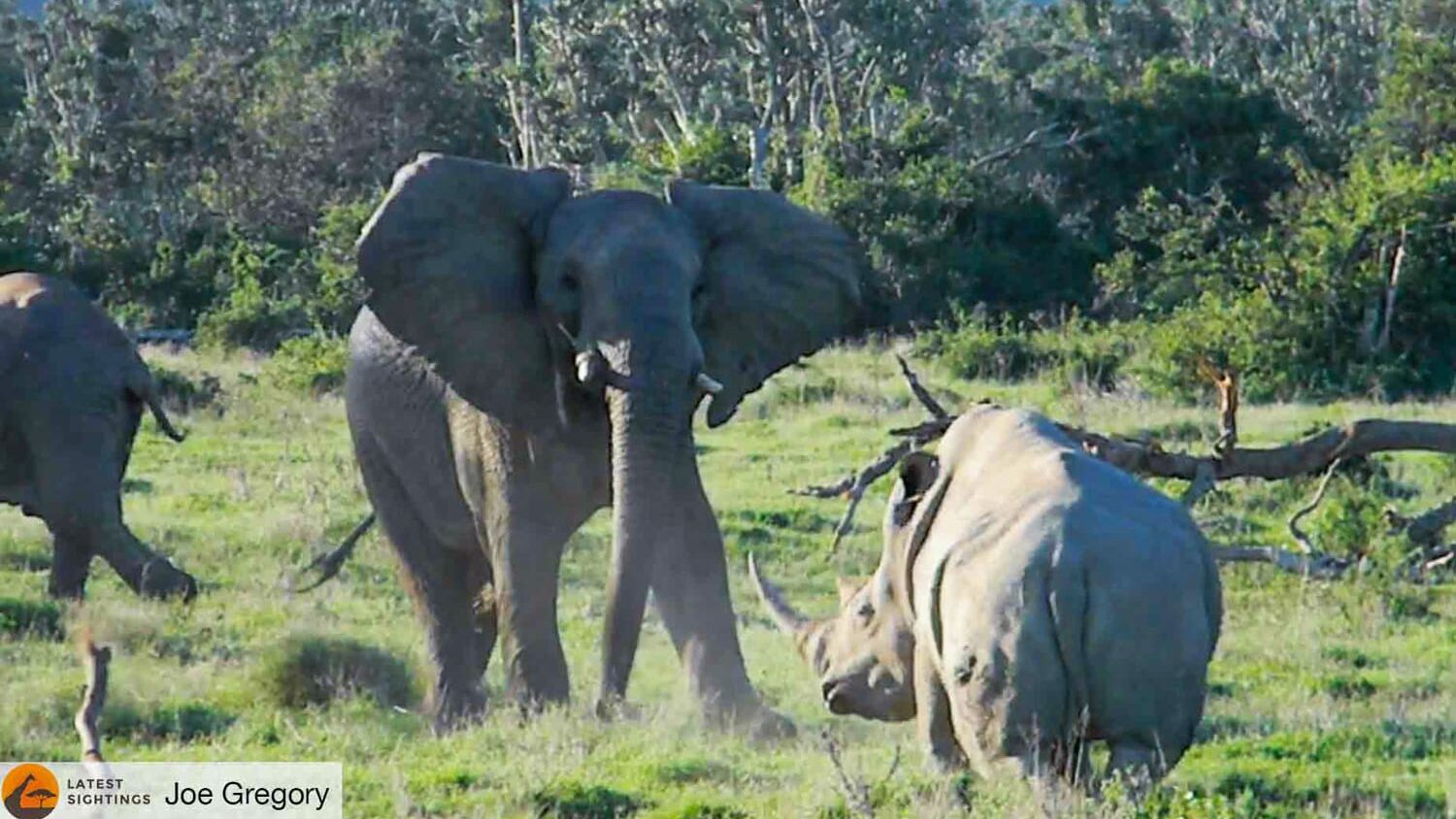 Elephant Shows Rhino Who's Boss