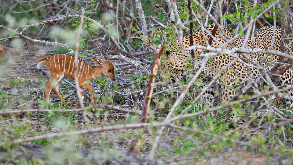 Baby Buck Headbutts Leopard Persistently To Try Escape