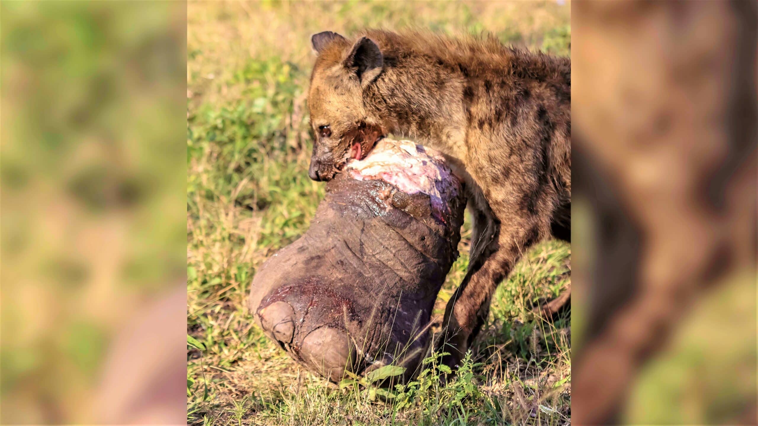 Hyena Gets Away With Elephant's Giant Foot