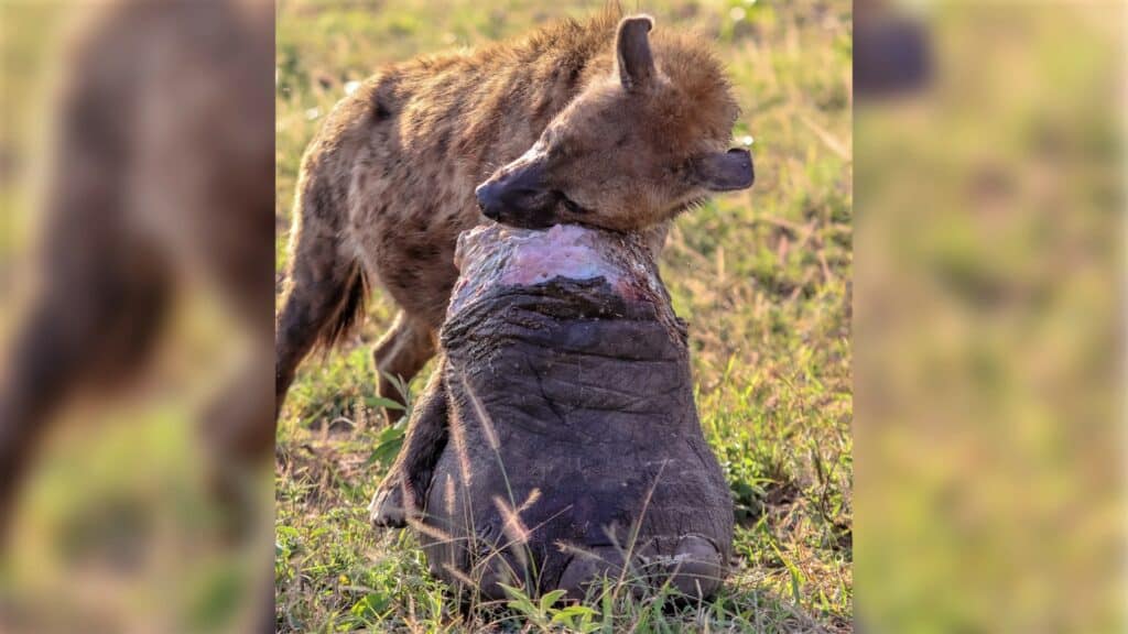 Hyena Gets Away With Elephant's Giant Foot